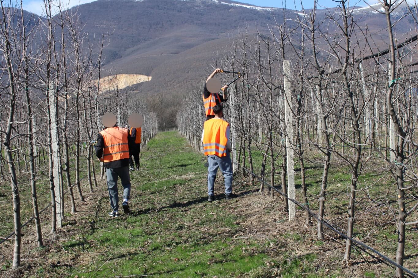 Apple Pruning Begins at Dubrava Correctional Center